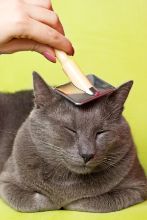 Cat Groomer We also cover Harlow, Waltham Cross, Waltham Abbey, Loughton, Epping, Chingford, Chipping Ongar, Dunmow, Chigwell and Braintree.