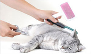 Cat Grooming