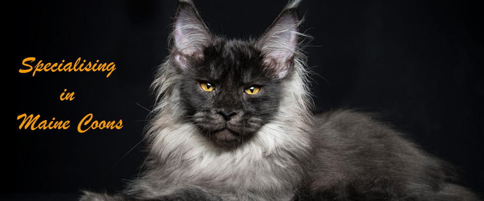 Specialising in Maine Coons