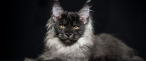 Maine Coon Cat