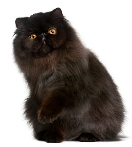 Persian Cat Groomer